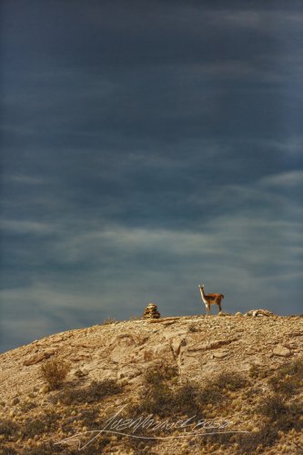 Guanaco in  El tranquilo