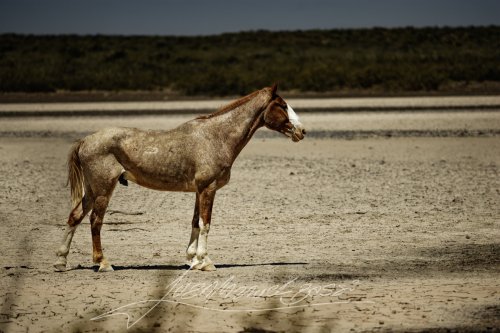 Lonely horse in desert route