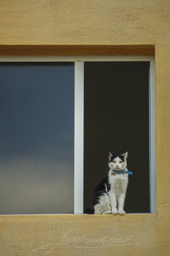 Cat in the windows