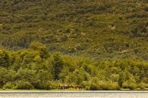 Lake horses